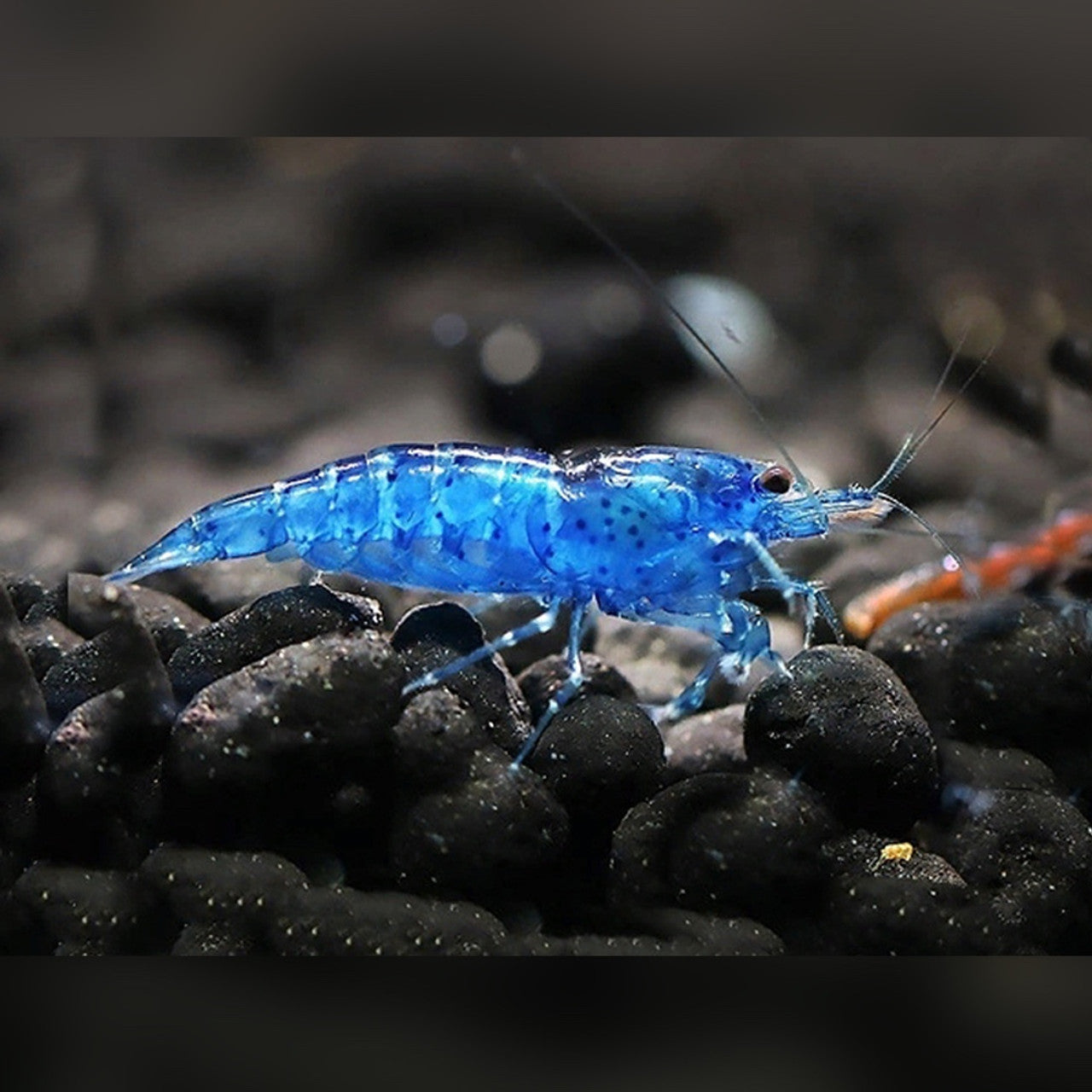 Blue Dream Shrimp - Locally Bred