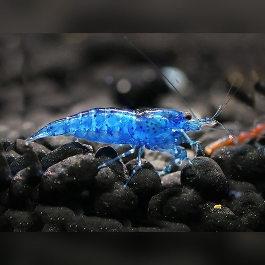 Blue Dream Shrimp - Locally Bred