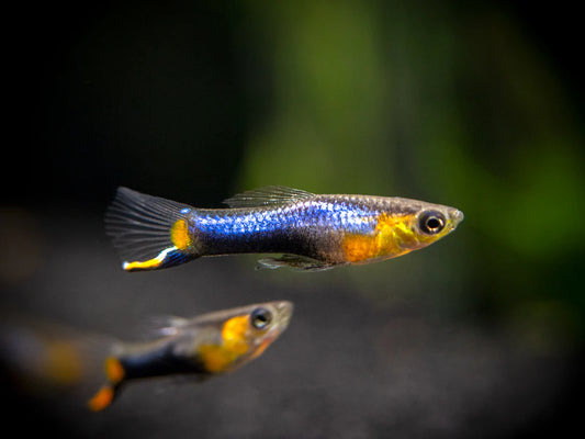 Blue Star Endler — Male