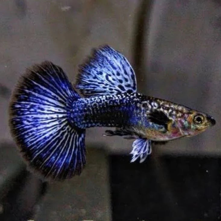 Dragon Guppy - Locally Bred - Mixed Colors