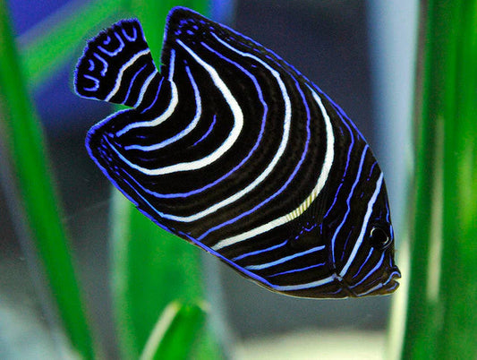 Koran Angelfish Juvenile
