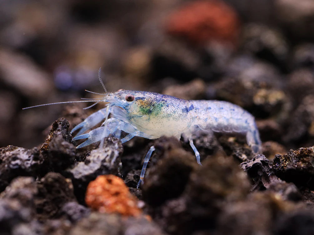 Dwarf Blue Lobster / Crawfish