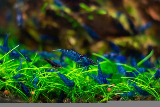 Blue Dream Shrimp - Locally Bred