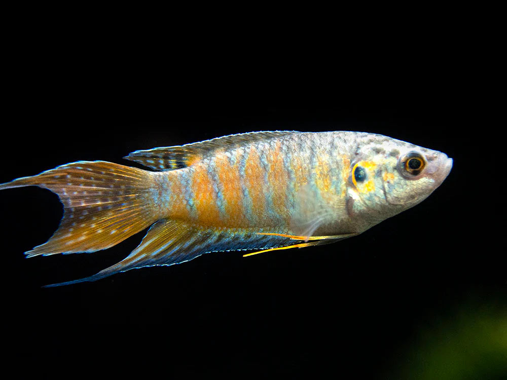 Blue Paradise Fish – Wet Pets Aquatics