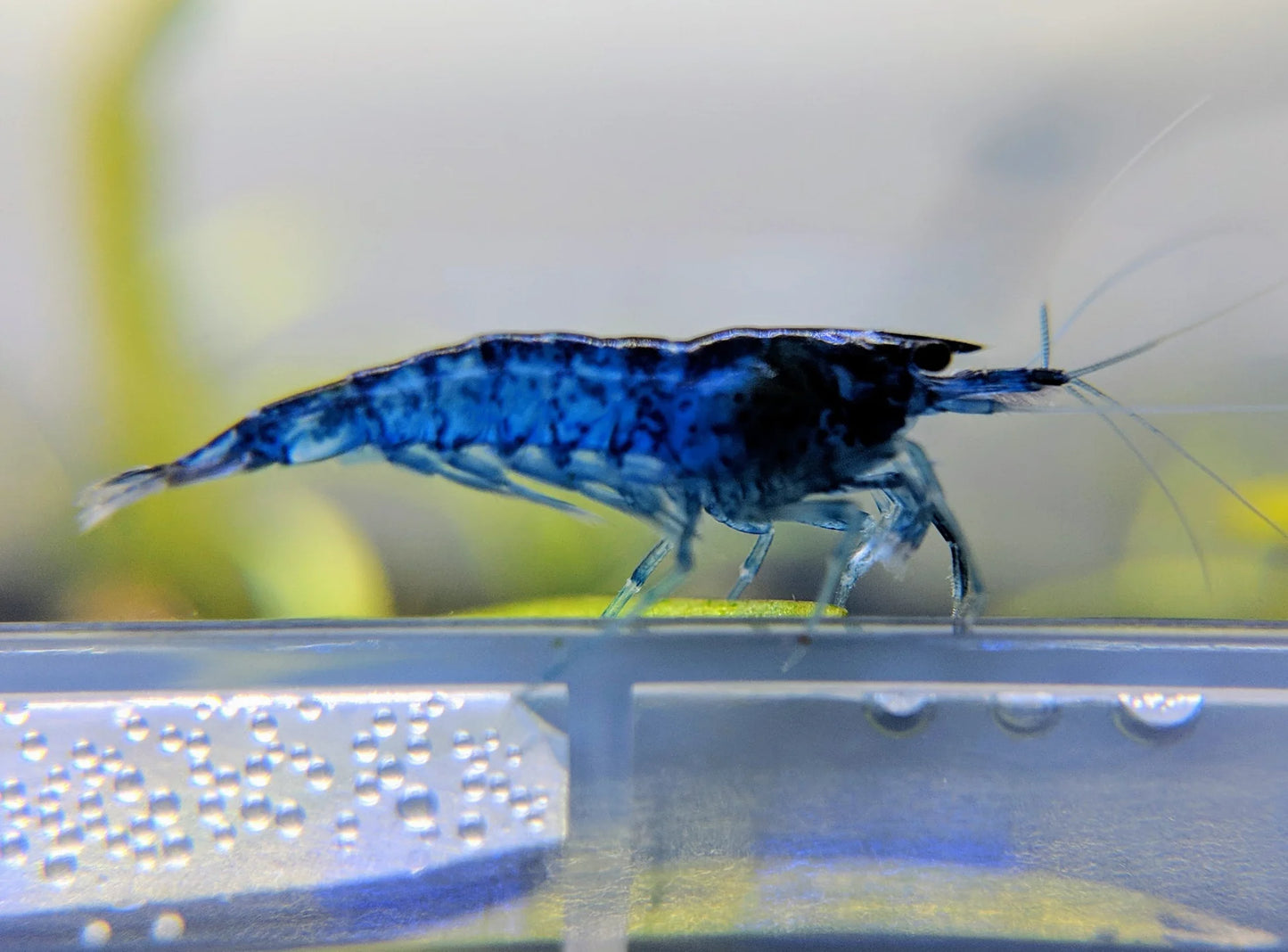 Blue Dream Shrimp - Locally Bred