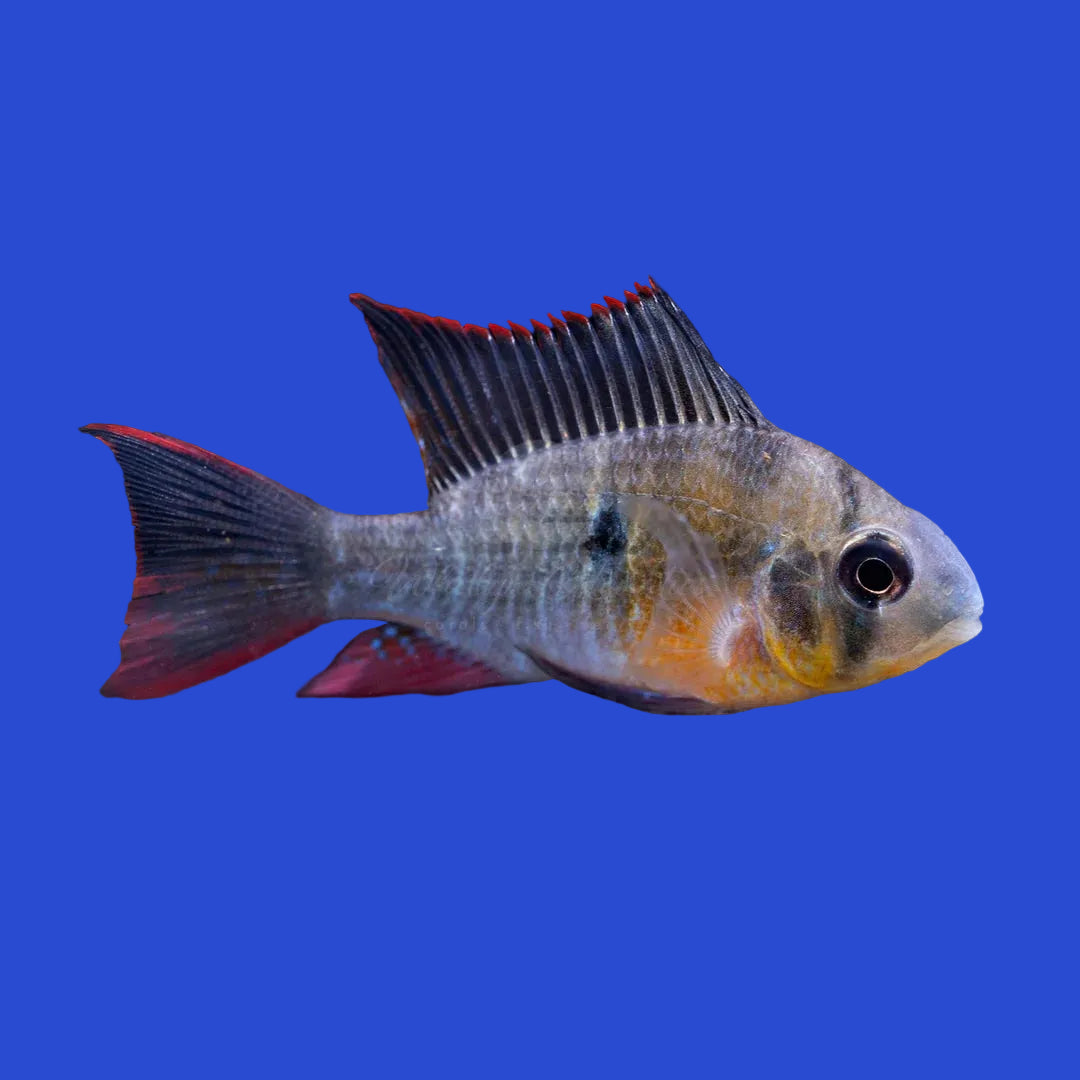 Bolivian Ram Cichlid