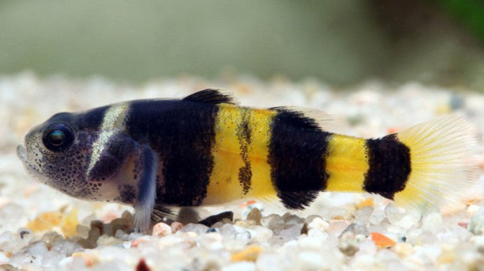 Bumblebee Goby