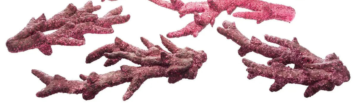 Live Tonga Branch Reef Rock - sold by the lb