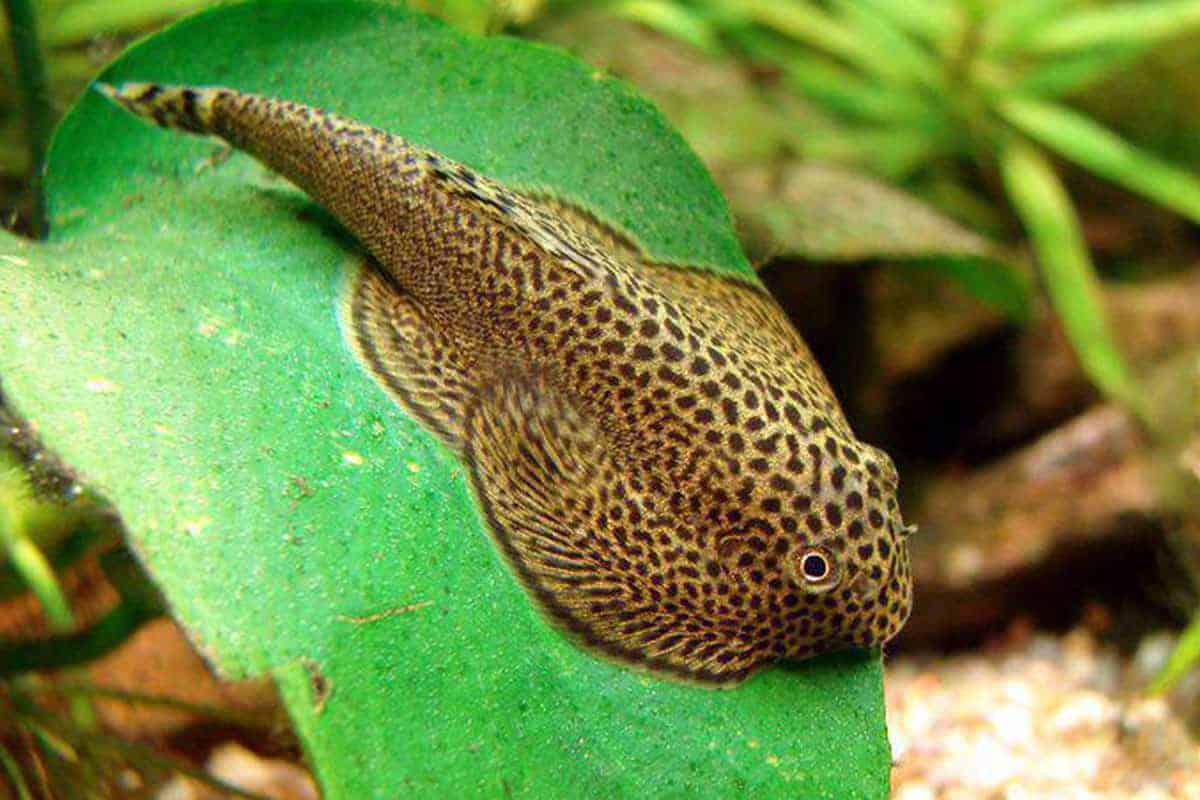 Hillstream Butterfly Loach