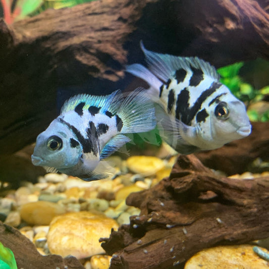 Cichlid - Polar Blue Parrot