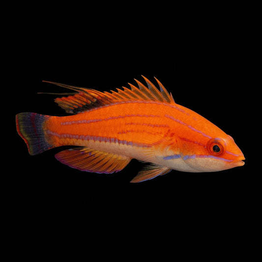Carpenter's Wrasse