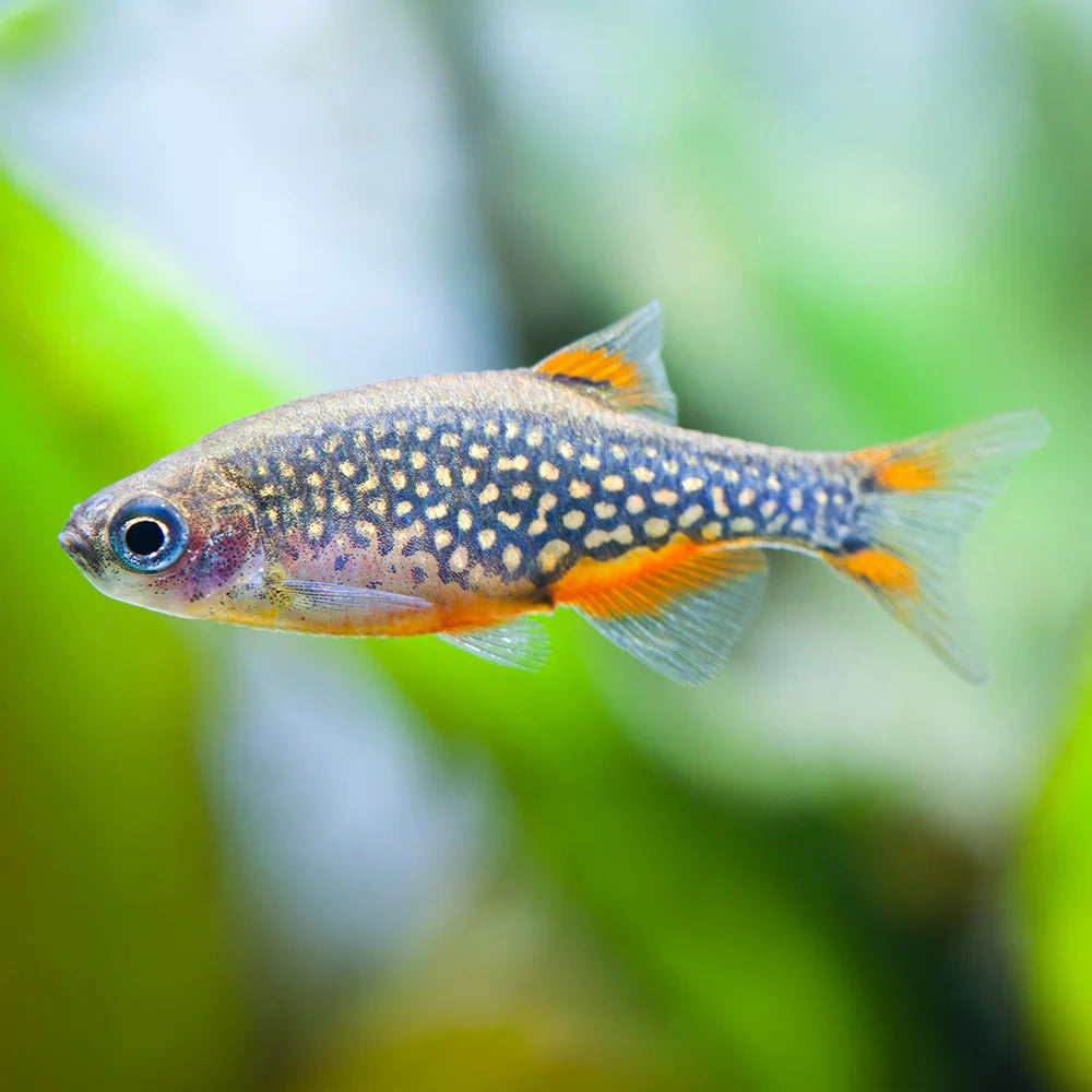Celestial Pearl Danio (Galaxy Rasbora) - Locally Bred