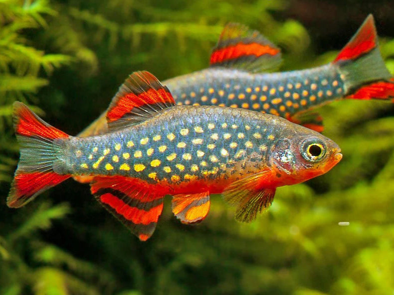 Celestial Pearl Danio (Galaxy Rasbora) - Locally Bred