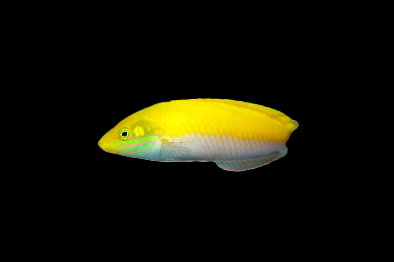 Canarytop Wrasse (White Belly)