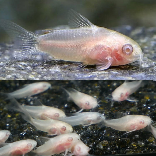 Albino Pygmy Cory