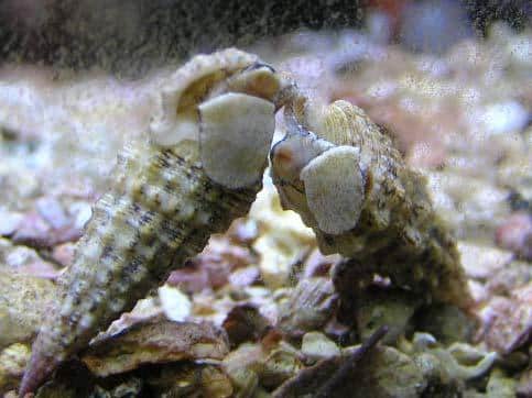 Marine Cerith Snail