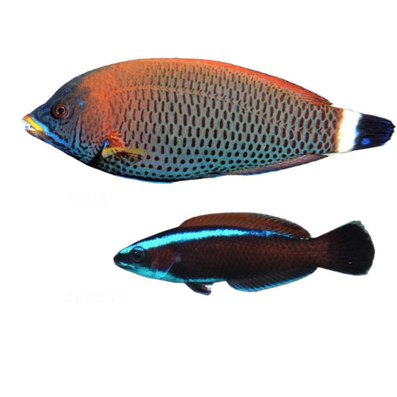 Chiseltooth Wrasse