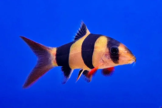 Clown Loach