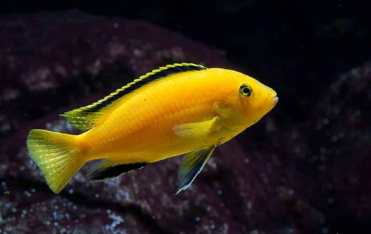 Cichlid - Yellow Lab