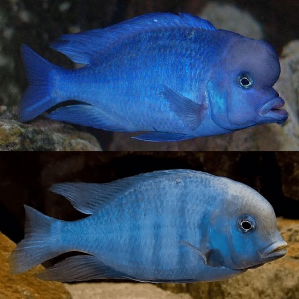 Blue Dolphin Moorii