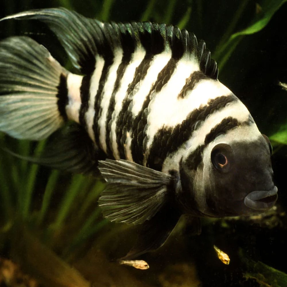 Cichlid - Convict