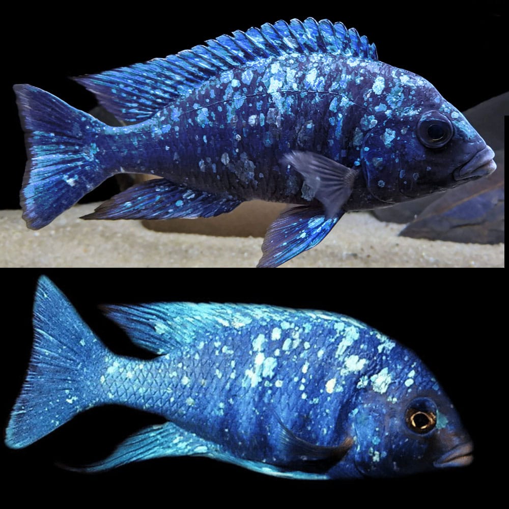 Cichlid - Star Sapphire