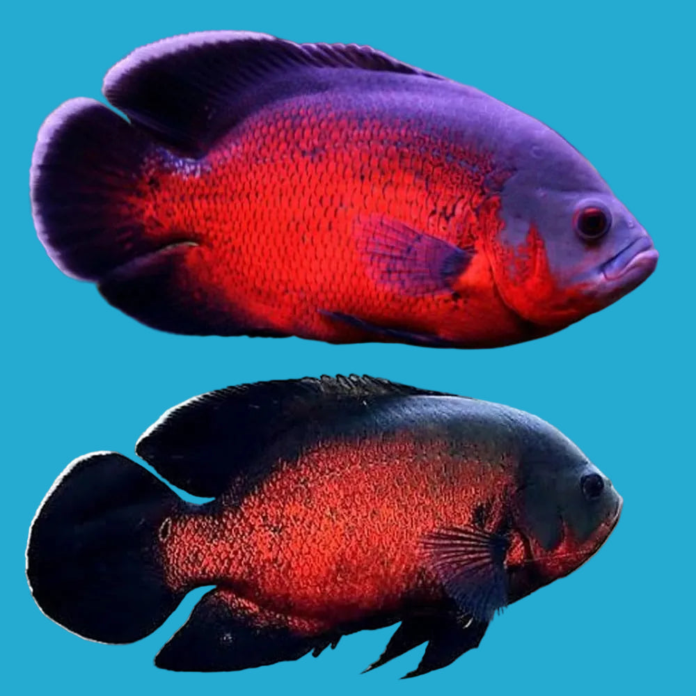 Red Oscar