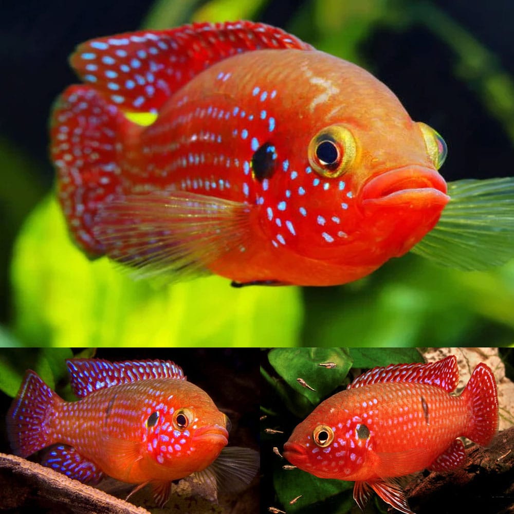 Cichlid - Red Lifalili Jewel