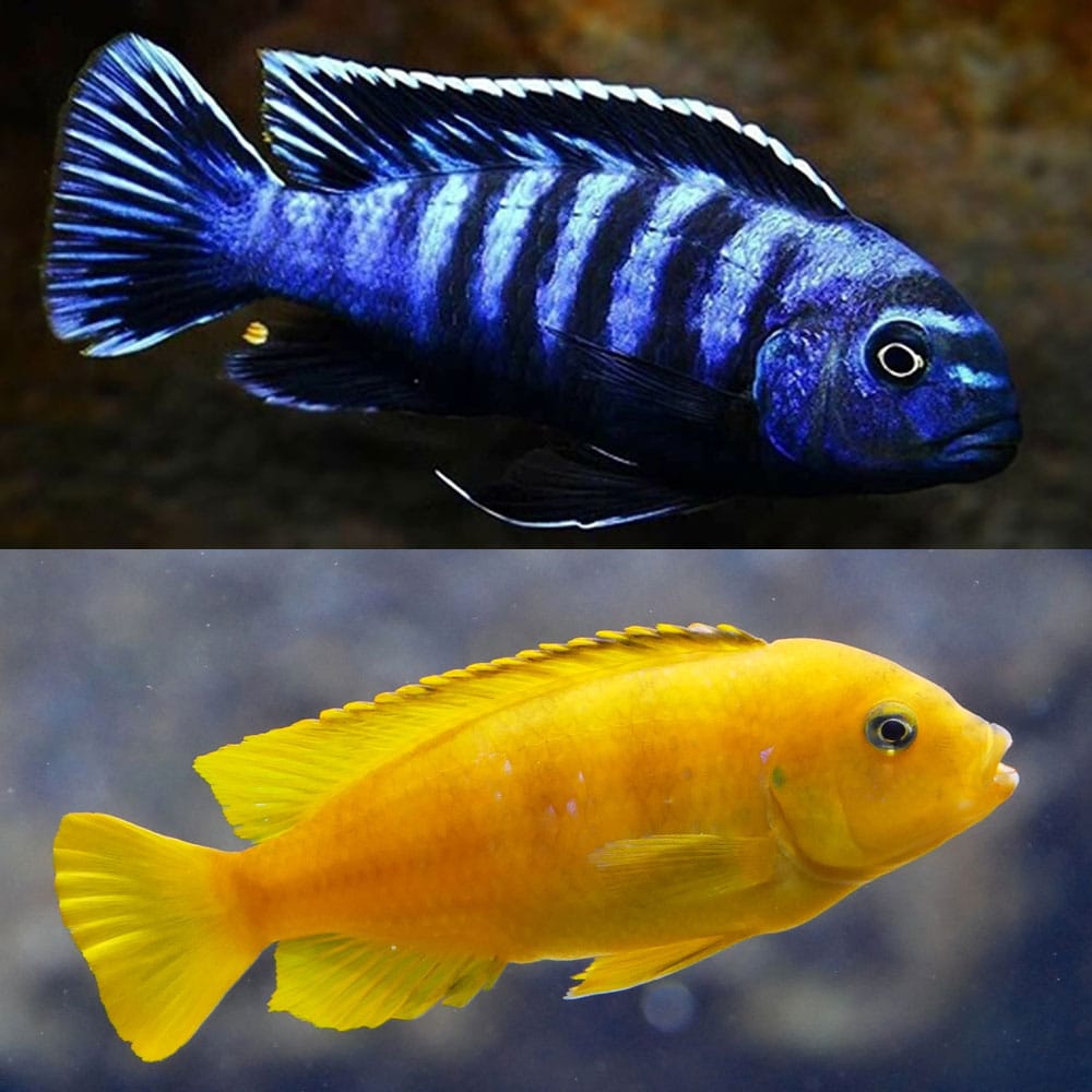 African Cichlids - Mixed Colors