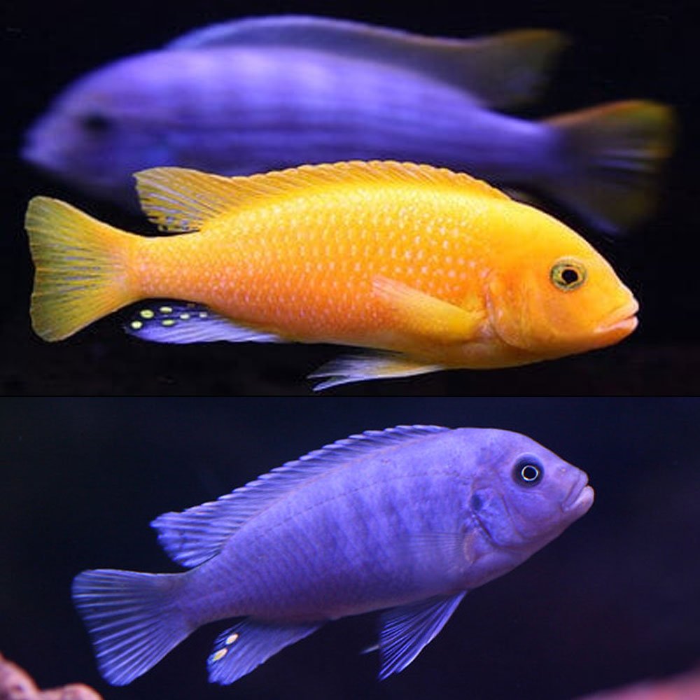 Malawi Cichlid - Mixed Colors