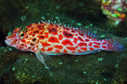 Coral Hawkfish