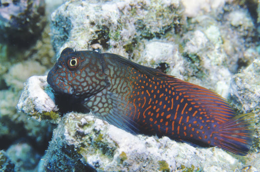 Ember Blenny