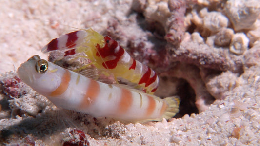 Randall's Red & White Pistol Shrimp