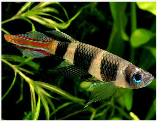 Clown Killifish