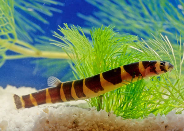 Kuhlii Loach