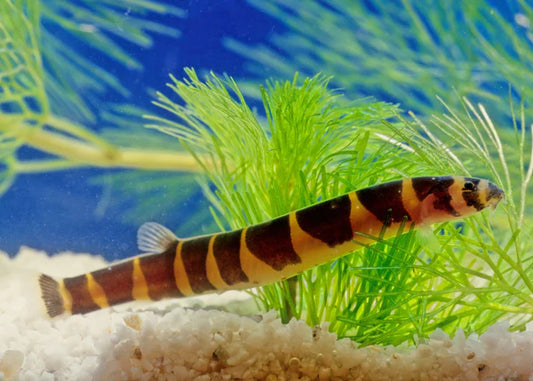 Kuhlii Loach