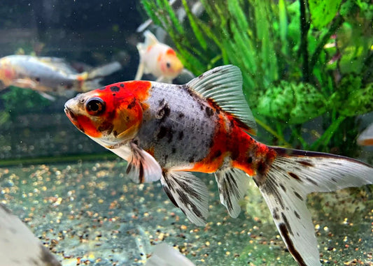 Calico Shubunkin Goldfish