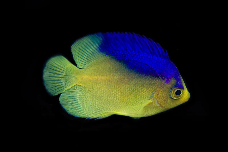 Colin's Angelfish - Biota