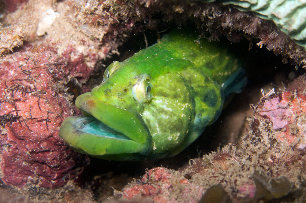 Green Wolf Eel