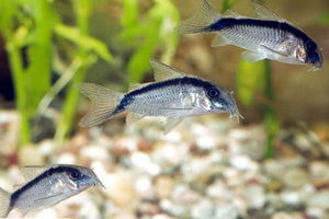 Skunk Corydoras