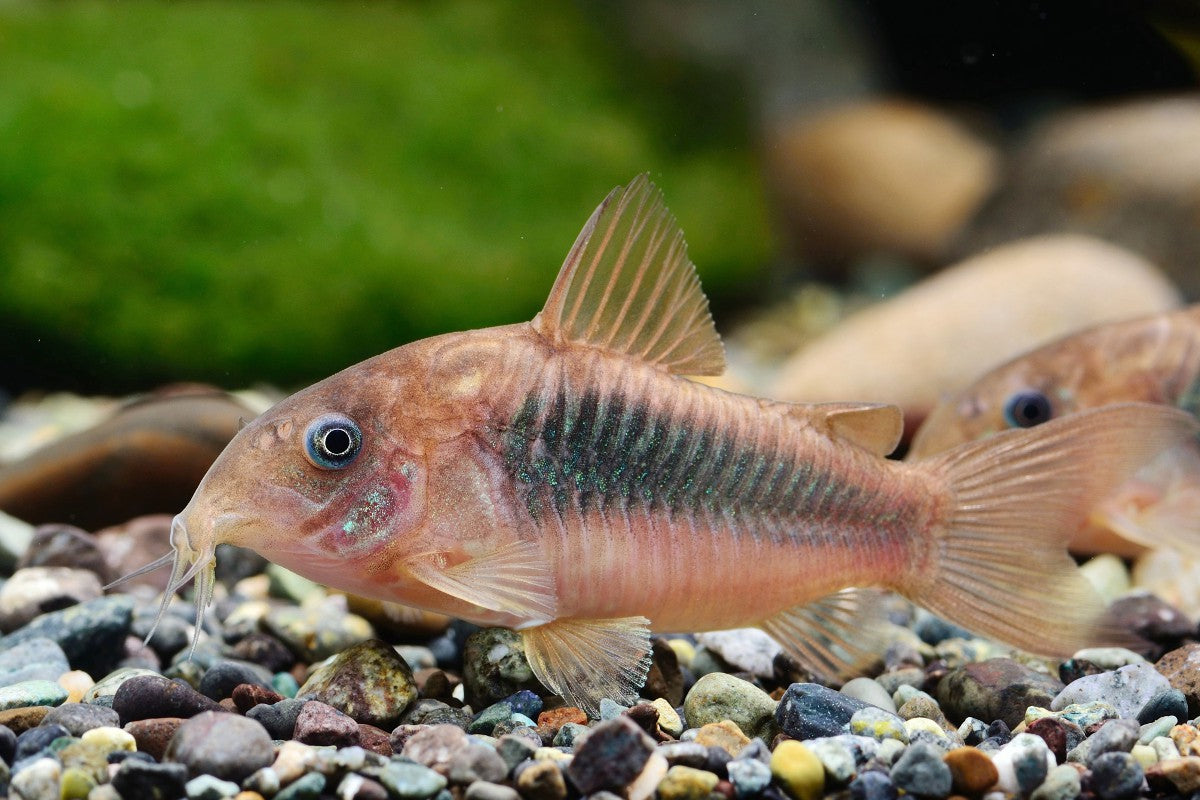 Corydoras Catfish - Mixed Colors