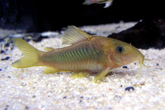 Corydoras Catfish - Mixed Colors