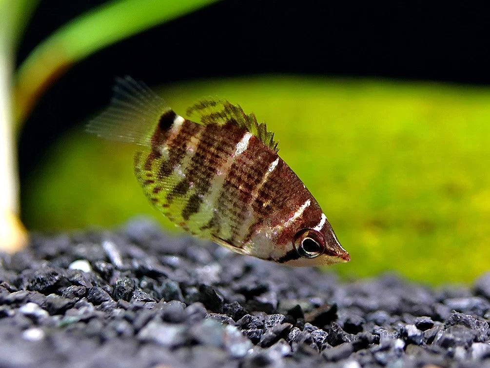 Chocolate Gourami