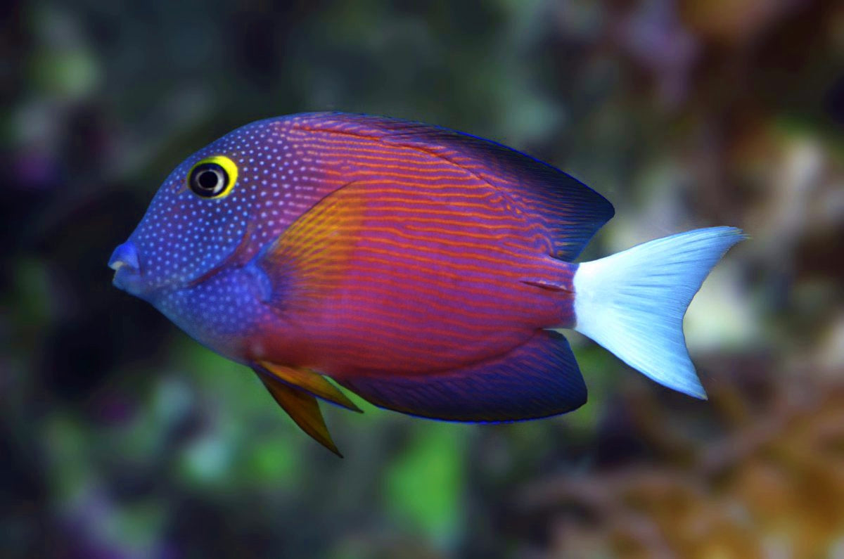 Whitetail Bristletooth Tang