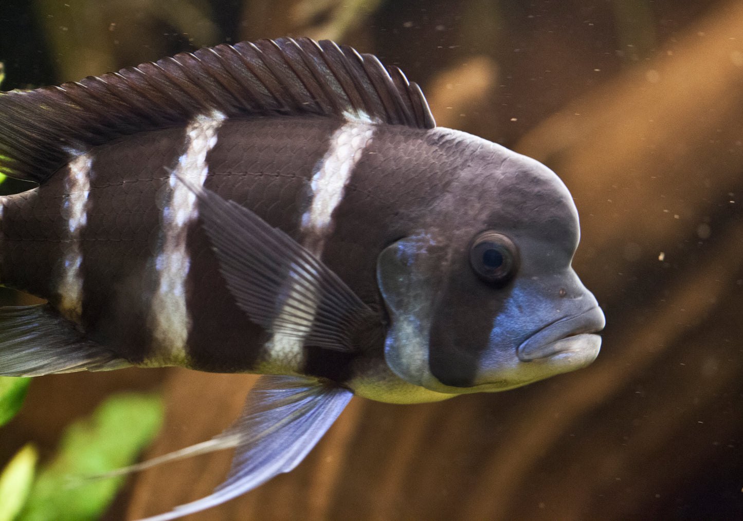 Cichlid -  Frontosa