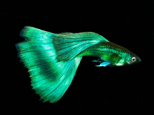 Green Moscow Guppy - Male