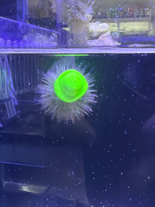 Urchin Hat - 3D Print