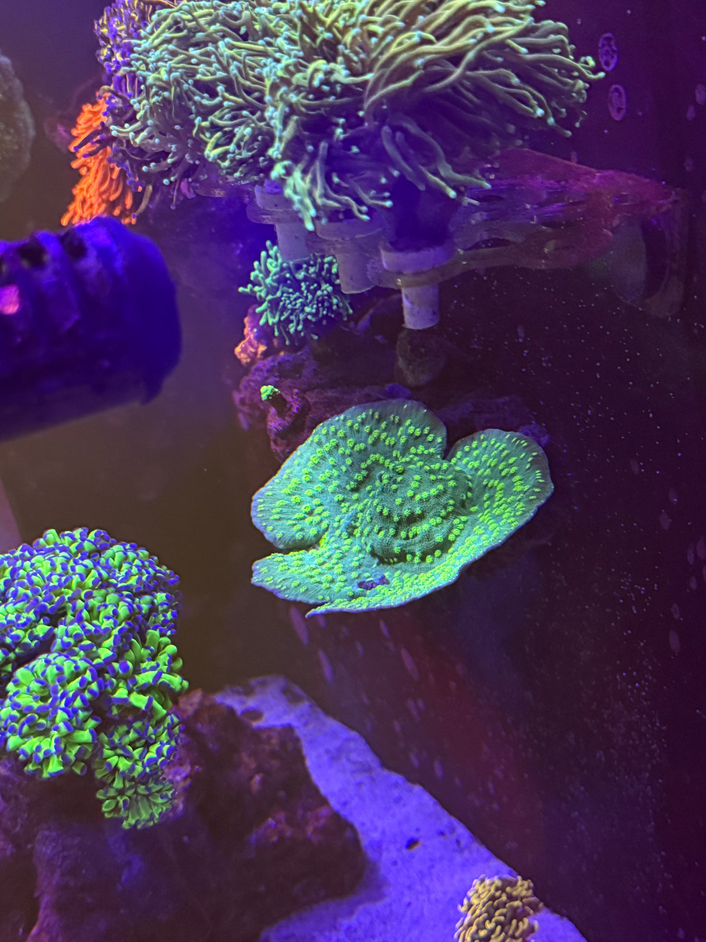 Hollywood Stunner Chalice Coral 1" Frag