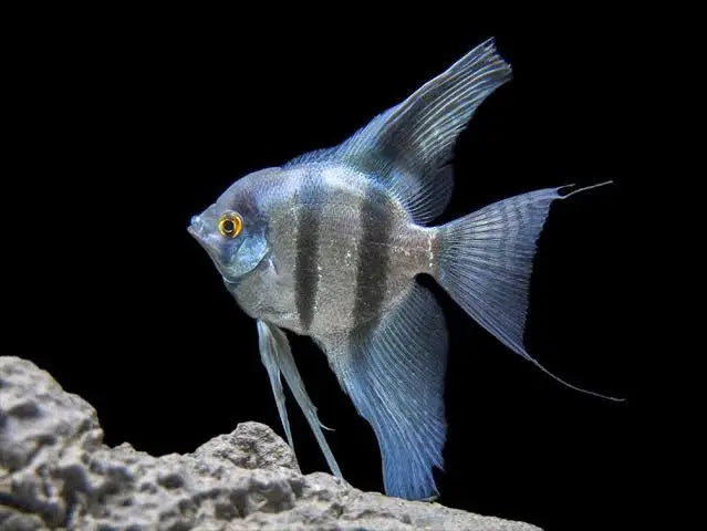Blue Zebra Pinoy Angelfish
