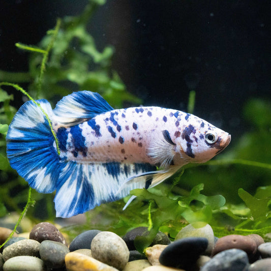 Blue Marble Plakat Betta